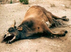 Профілактивка сибірки - все, що потрібно знати