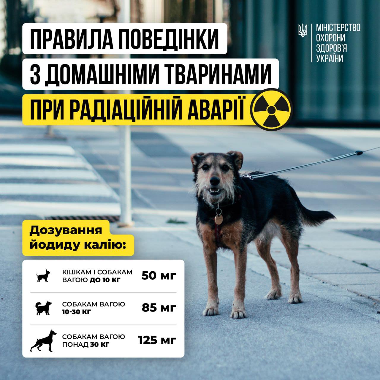 Якщо в момент радіаційної аварії ви опинилися з твариною на вулиці